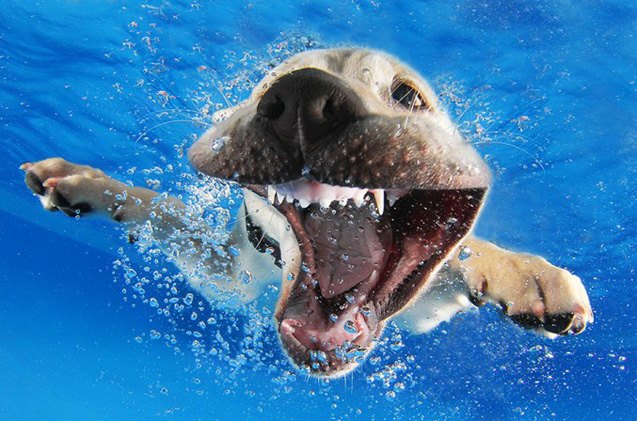 cannonball check out these adorable pictures of puppies underwater