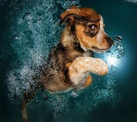 cannonball check out these adorable pictures of puppies underwater