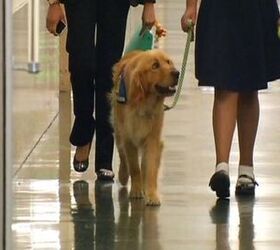 Meet Faber, San Francisco’s First Courthouse Therapy Dog