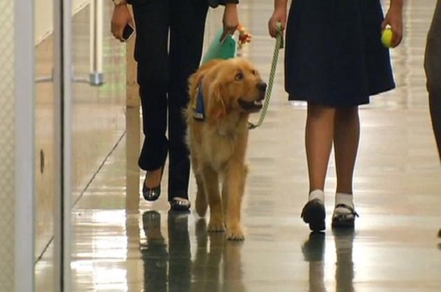 meet faber san franciscos first courthouse therapy dog