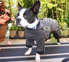 Zippy Full-Body Suits For Dogs Are Spiffy In A Jiffy!