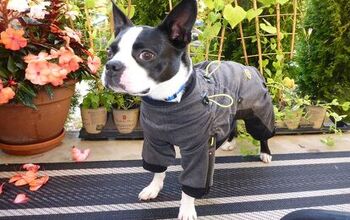 Zippy Full-Body Suits For Dogs Are Spiffy In A Jiffy!