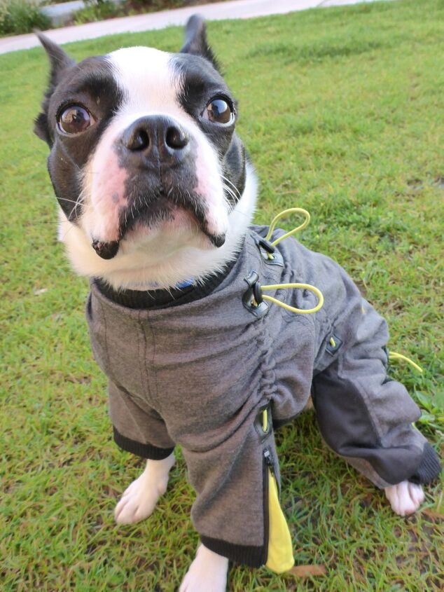 zippy full body suits for dogs are spiffy in a jiffy