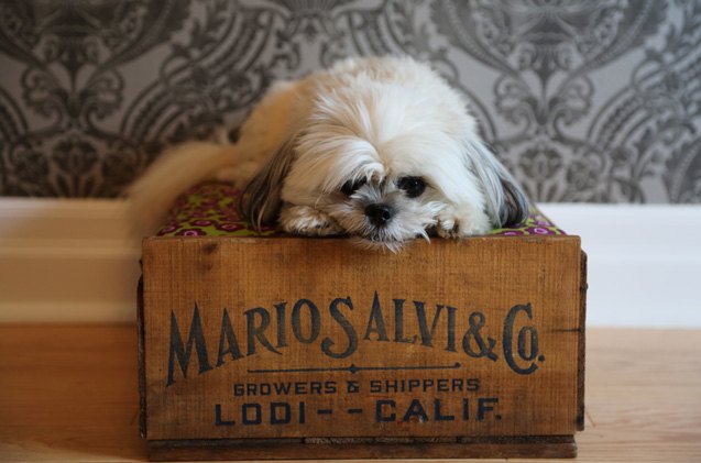 diy vintage crate dog and cat beds