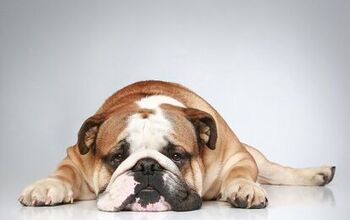 Is Your Pooch A Pessimist? Scientists Say The Answer May Be ‘Yes’