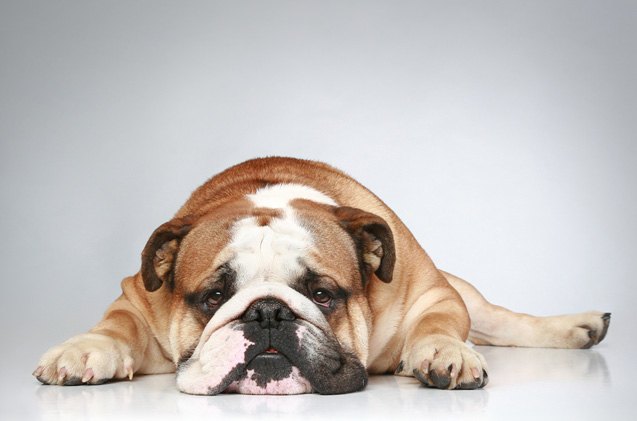 is your pooch a pessimist scientists say the answer may be yes