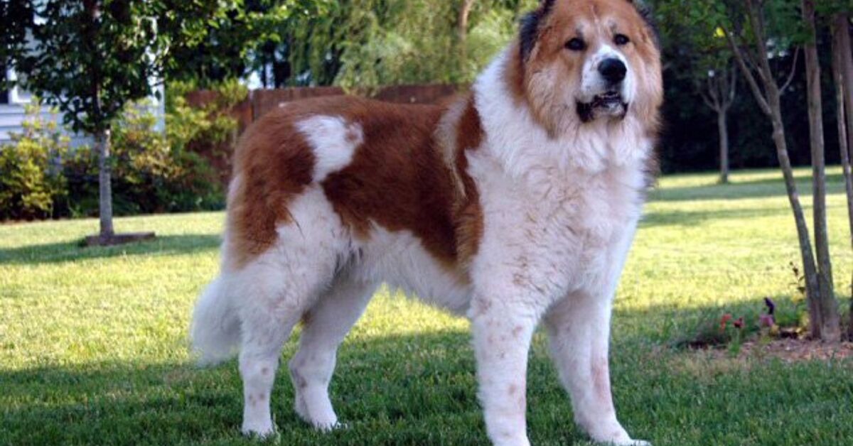 Canadian Sheppard Caucasian Shepherd Dog Breed Information and Pictures - PetGuide | PetGuide