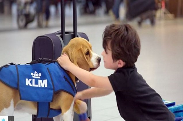 klm s newest employee will make you want to lose your luggage video