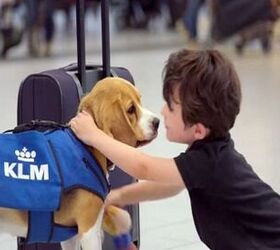 KLM’s Newest Employee Will Make You Want To Lose Your Luggage [Video