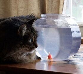 Things To Consider Before Feeding Your Cat Fish