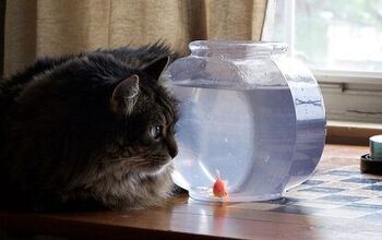 Things To Consider Before Feeding Your Cat Fish