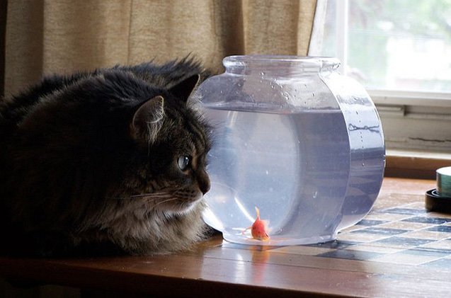 things to consider before feeding your cat fish