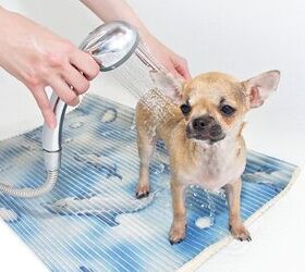 Сколько раз мыть собаку. Мытье собаки. Собаку моют. Собака моется. Собаку расчесывают.