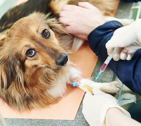 Revolutionary New Blood Test Helps Diagnose Canine Cancer