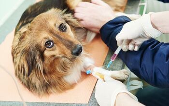 Revolutionary New Blood Test Helps Diagnose Canine Cancer