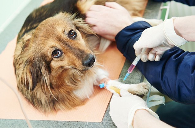 revolutionary new blood test helps diagnose canine cancer