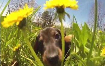 These Puppies Frolicking Through Dandelions Will Make Your Friday [Vid