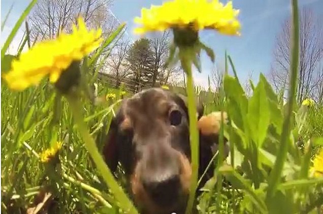 these puppies frolicking through dandelions will make your friday vid