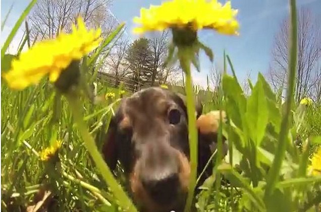 These Puppies Frolicking Through Dandelions Will Make Your Friday [Vid ...