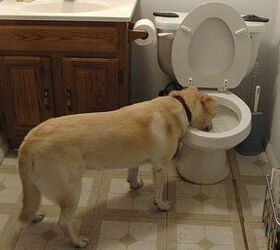 Пьет из туалета. Собака на унитазе. Туалет для собак.
