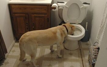 How To Stop Your Dog Drinking From The Toilet
