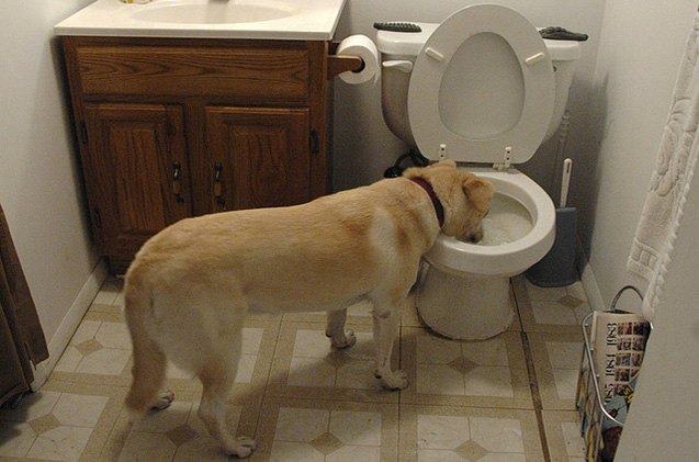 how to stop your dog drinking from the toilet