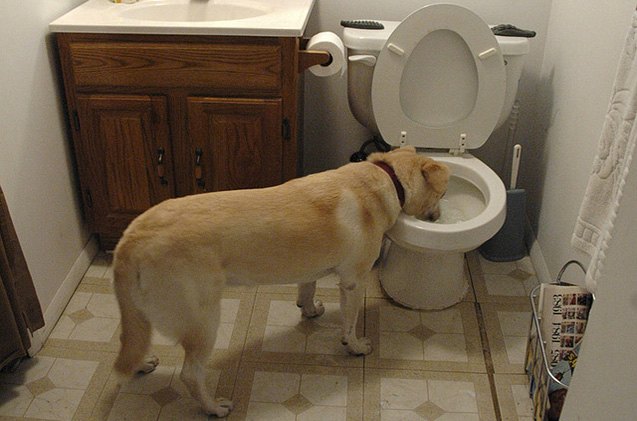 How To Stop Your Dog Drinking From The Toilet | PetGuide