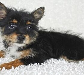whats the deal with designer dog breeds