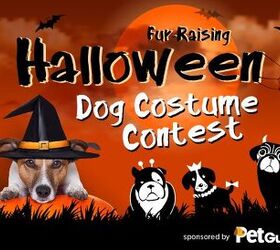 petguide sponsors a fur raising halloween costume contest