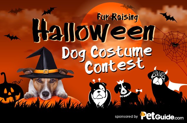 petguide sponsors a fur raising halloween costume contest