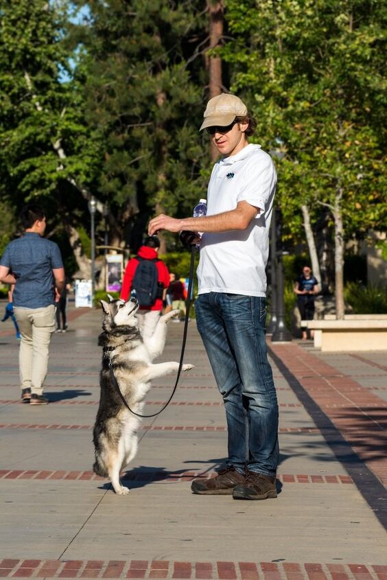 10 Things Only Alaskan Klee Kai Dog Owners Understand 