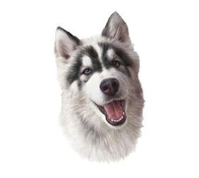 The Alaskan Klee Kai So adorable  Alaskan klee kai, Unique dog breeds,  Hybrid dogs