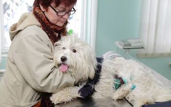 Affordable Pet Insurance Can Prevent Unnecessary Euthanasia