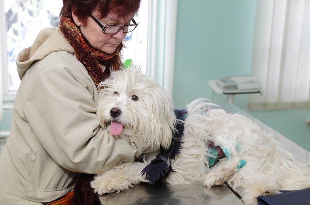 affordable pet insurance can prevent unnecessary euthanasia