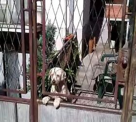 Boing! This Puppy Acrobatically (and Adorably) Defends His Home [Video