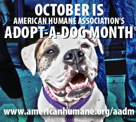 October Is Adopt-A-Dog Month At The American Humane Society