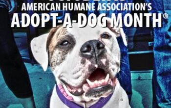 October Is Adopt-A-Dog Month At The American Humane Society