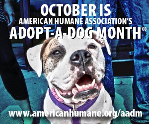 october is adopt a dog month at the american humane society