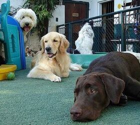 Dog Parent Alert: Is Doggie Daycare A Scam?