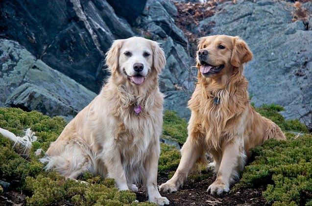 top 10 friendliest dog breeds