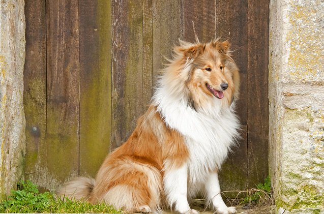 top 10 friendliest dog breeds