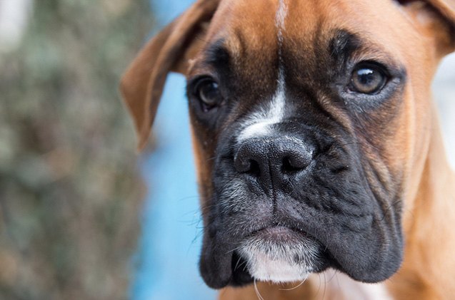 top 10 friendliest dog breeds