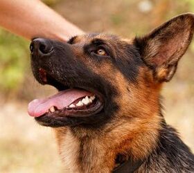Top 10 Friendliest Dog Breeds Petguide