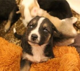20 Puppies Abandoned In A Field Will Get Their Happily Ever After