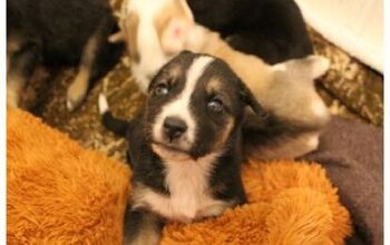 20 Puppies Abandoned In A Field Will Get Their Happily Ever After