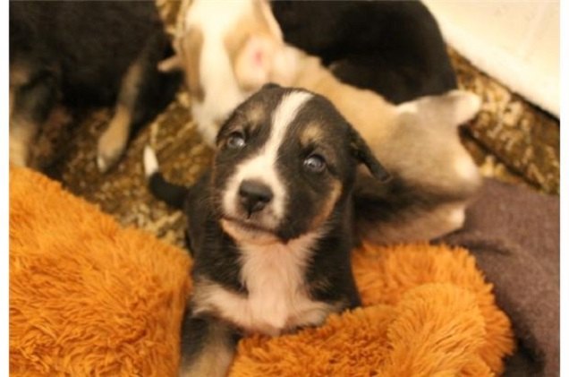 20 puppies abandoned in a field will get their happily ever after