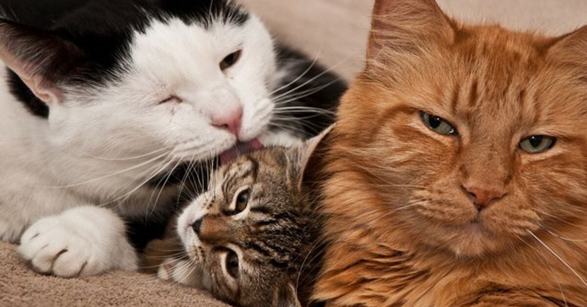 How To Introduce A New Cat To Your Feline Family PetGuide how-to-introduce-a-new-cat-to-your-feline-family-petguide