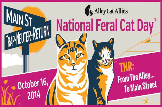 help celebrate national feralcatday on october 16 with jackson galaxy video