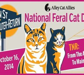 Help Celebrate National #FeralCatDay On October 16 With Jackson Galaxy