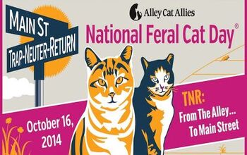 Help Celebrate National #FeralCatDay On October 16 With Jackson Galaxy